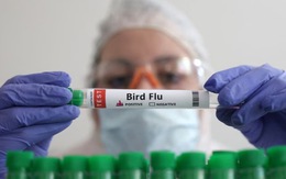 Viện Pasteur TP.HCM ra công văn khẩn do Campuchia có người nhiễm cúm H5N1