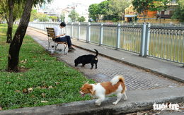 Làm sao chấm dứt 'điệp khúc buồn' chó thả rông?