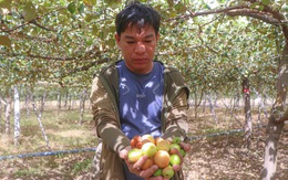 Người trồng táo Ninh Thuận điêu đứng vì bụi công trình cao tốc