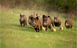 Hệ sinh thái ở Mỹ bị đe dọa bởi giống “siêu lợn” thông minh