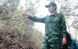 Lũy tre Việt làm hàng rào mềm, dựng 'thành lũy xanh' biên giới