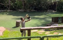 Màn giới thiệu chim cực kỳ ấn tượng ở Vinpearl Safari Phú Quốc