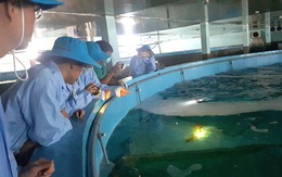 Phú Yên xin thôi dự án nuôi trồng thủy sản dưới sông để làm dự án nuôi thủy sản công nghệ cao