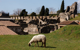 Đàn cừu thảnh thơi ăn cỏ để 'giải cứu' thành cổ Pompeii