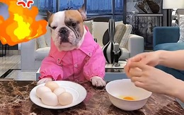 Chú chó nổi quạu khi bị sen mượn đầu để đập trứng