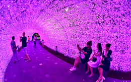Bến Bạch Đằng bừng sáng với 500.000 đèn LED kết thành hồ sen, vườn hoa Sakura