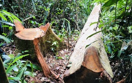 Khởi tố vụ cây bị hạ cả năm chủ rừng mới phát hiện