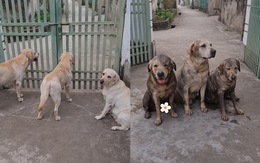 3 chú chó xếp hàng ngay ngắn để sen trách phạt vì nghịch bẩn