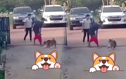 Cậu chủ đứng hình với chú chó lầy lội