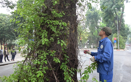 Biệt đội vạch lá tìm sâu trên cây xanh ở Hà Nội