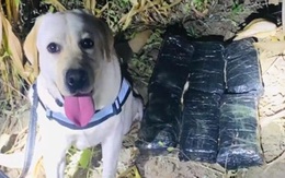 Chú chó được thưởng 'vòng hoa chân gà' nhờ phá án ma túy