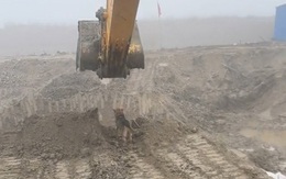 Chú chó 'thị sát công trình' bị tài xế máy xúc hù một phen hú hồn