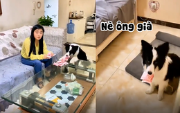 Chú chó trộm tiền cho ông chủ siêu đỉnh