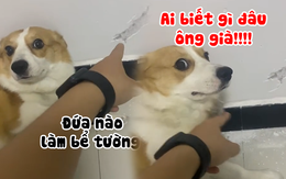 Corgi giả ngu ngơ khi bị chủ hỏi tội