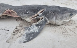 Xác hàng chục con cá mập bị moi gan dạt vào bờ