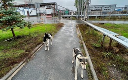 Bí ẩn bầy chó hoang vẫn sống, sinh con đẻ cái ở Chernobyl