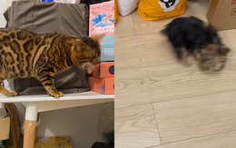 Chú mèo ngơ ngác khi bị cún giành mất thức ăn