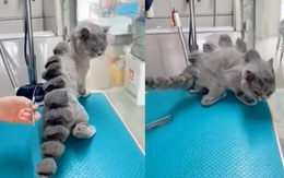 Chú mèo mang thân hình khủng long
