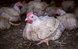 Đi tù 6 tháng vì hù dọa hơn 1.100 con gà hàng xóm chết