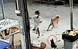 Mèo trong nhà lao ra cứu cô chủ thoát khỏi con chó hung dữ