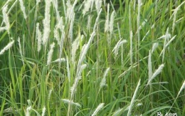 Cây cỏ dễ tìm chăm sóc sức khỏe ngay khi sốt xuất huyết mới khởi phát