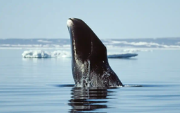 Đi tìm lời giải cho bí ẩn lớn nhất của y học: Tại sao cá voi không bị ung thư?