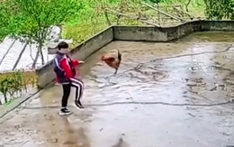 Gà trống sang chấn tâm lý vì hổ báo