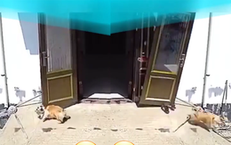 Chú chó nằm tắm nắng hoảng hồn vì bị cửa kẹp