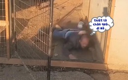 Người đàn ông ngã sõng soài khi lừa đàn chó cưng vào chuồng