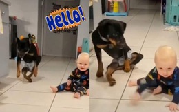 Cười sảng với chú chó bắt chước dáng đi của em bé