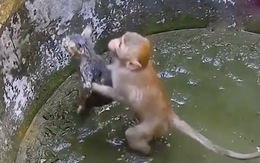 Khỉ tìm cách cứu bạn mèo mắc kẹt trong bể