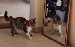 Chú mèo đánh nhau với bóng mình trong gương