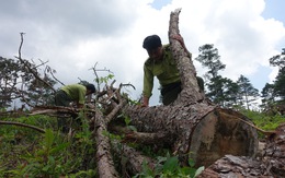 Khởi tố phó ban quản lý rừng phòng hộ giao khống đất rừng