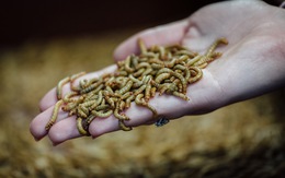 Công ty thực phẩm từ côn trùng vẫn gọi vốn tốt giữa kinh tế khó khăn