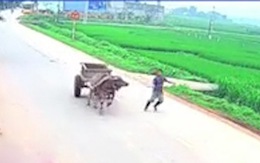 Trâu kéo xe bò chạy vun vút trên đường