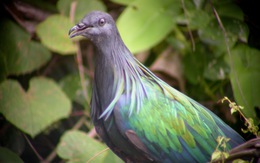 Ngắm động vật quý hiếm ở Vườn quốc gia Côn Đảo
