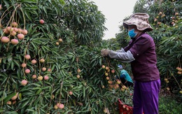 Trung Quốc trồng vải, chuối, thanh long sản lượng cả triệu tấn/năm: Lo cho nông sản Việt