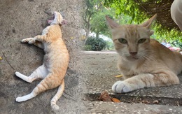 Màn 'chấm điểm' mèo ở Thảo cầm viên gây sốt mạng xã hội