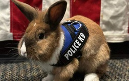 Cảnh sát ở California tuyển dụng thỏ để chăm sóc sức khỏe