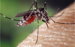 Israel công bố sản phẩm chống muỗi mới