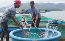 Nuôi biển muốn tiến ra xa bờ phải có chuỗi công nghiệp phụ trợ