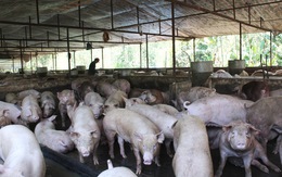 Ngân hàng Nhà nước đề nghị hiệp hội chăn nuôi cho biết chủ trang trại nào chưa được hỗ trợ lãi suất