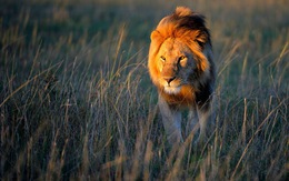 Tranh cãi vụ 6 con sư tử bị giết vì tấn công chó, dê