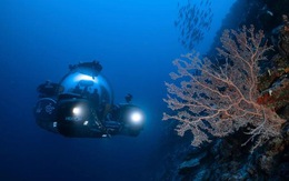 Liên minh toàn cầu đua tìm 100.000 loài sinh vật biển mới