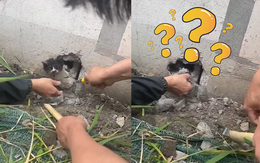 Cặp đôi ngơ ngác khi nhiệt tình đập tường giải cứu chú mèo