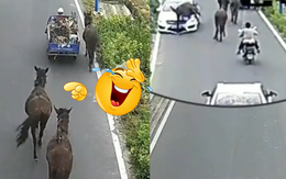 Chú ngựa tông móp đầu ô tô vì mải mê hóng hớt không nhìn đường