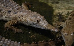 Trung Quốc: Hơn 70 con cá sấu 'trốn thoát' khỏi hồ do lũ dâng, chính quyền khẩn cấp tìm bắt