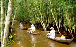 Gác kèo ong - chuyện cổ tích có thật ở rừng U Minh - Kỳ 1: Gác kèo ong từ thuở cha ông đi mở cõi