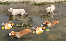 Chú chó corgi nổi cáu vì đồng bọn trêu chọc chiều cao