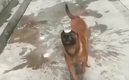 Chú chó làm xiếc, đội cốc nước giữ thăng bằng trên đầu